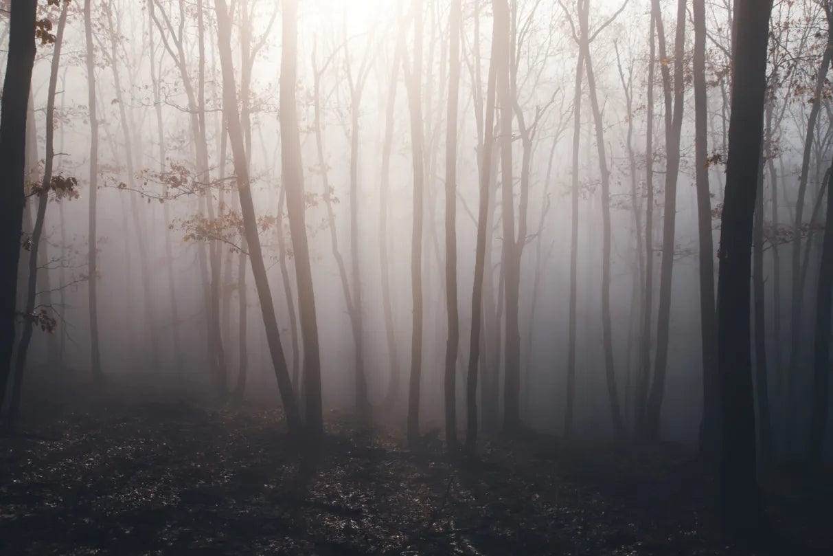 Mystical Super Natural Forest Stick On Wallpaper image 5