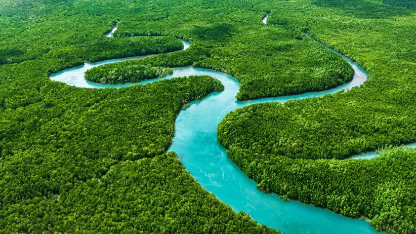 Green Verdant Glory Forest Wallpaper image 5
