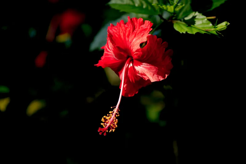 Sunlit Meadow Floral Wallpaper