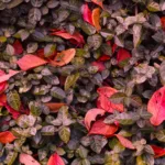Floral Bloom Garden Nursery Wallpaper