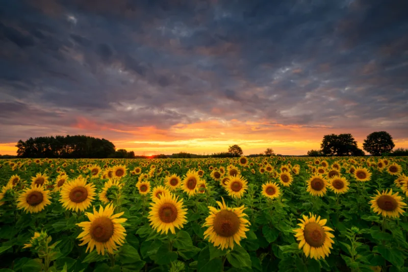 Golden Sunflower Bloom Wallpaper Golden Sunflower Bloom Wallpaper