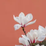 Morning Glory White Flowers Floral Wallpaper