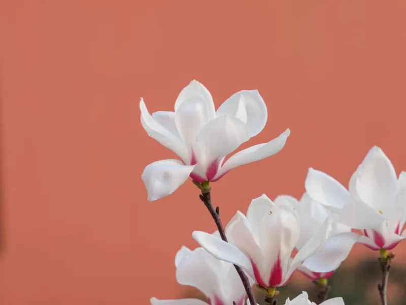 Morning Glory White Flowers Floral Wallpaper