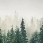 Nature Wallpaper Mural