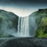 The Allure of Jungle Wallpaper