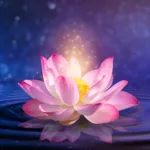 Lotus Bloom Wallpaper Purple Pink Flower Zen Peaceful Room Design for positive vibes in home and meditative space
