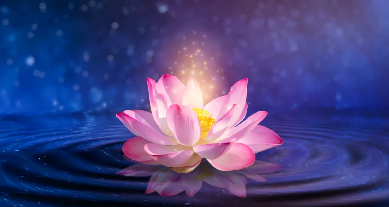 Lotus Bloom Wallpaper Purple Pink Flower Zen Peaceful Room Design for positive vibes in home and meditative space