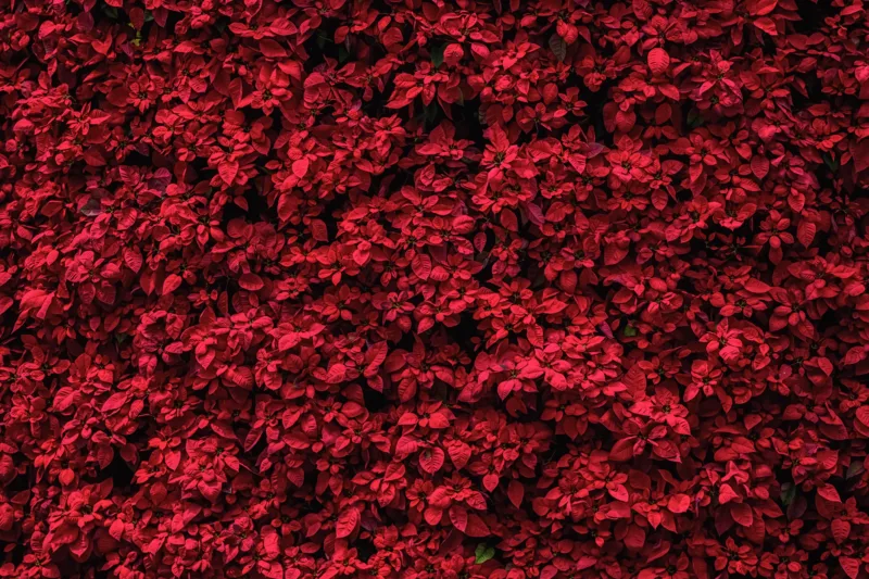 Dark red leaves peel and stick wallpaper, vibrant botanical style, vinyl wall covering for bedrooms