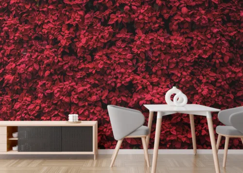 Floral Wall Decal Peel Stick Red Poinsettia Holiday Bedroom Losangeles Living Trend Red poinsettia floral peel and stick wallpaper, holiday wall art style, removable vinyl for bedroom walls, Los Angeles modern living trend
