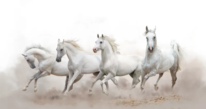 Realistic White Running Horse Self Adhesive Wallpaper – Modern Wild Luxury Wall Art Trending Interiors.